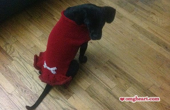Pattern: Pup Squad Dog Sweater