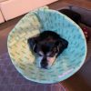 Pattern : Soft Cone for Dogs